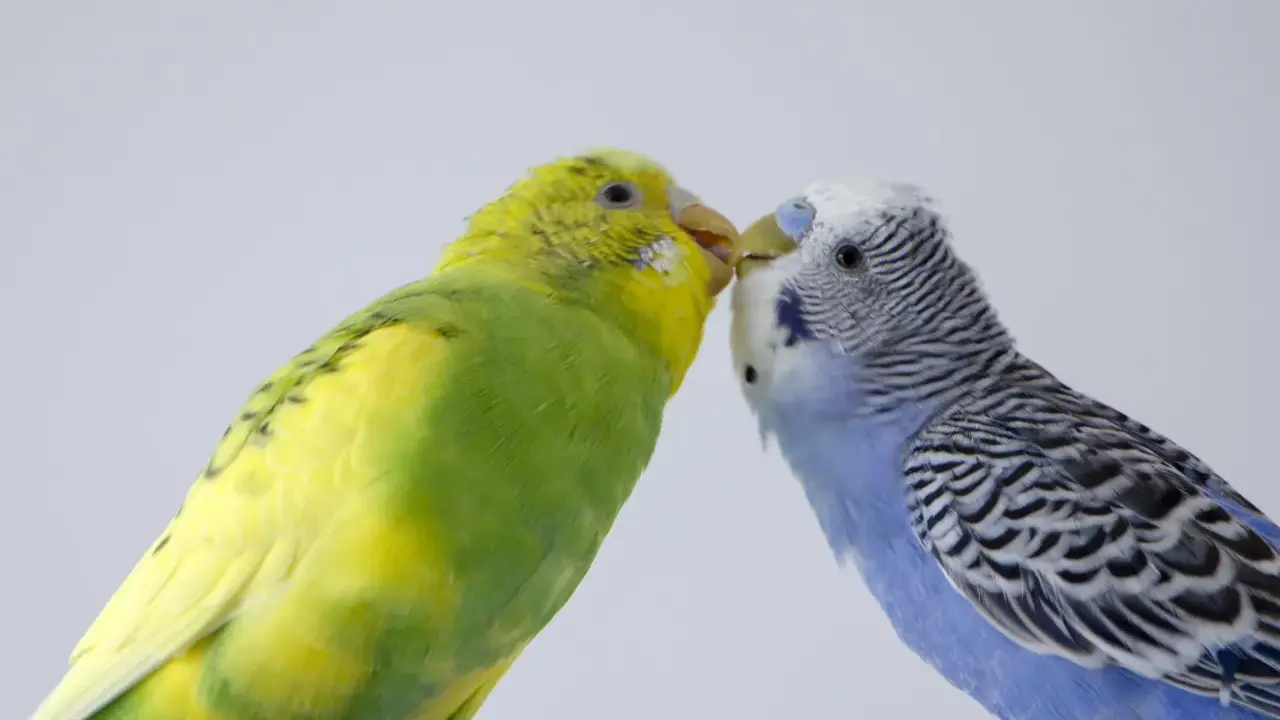Due cocorite, una gialla e verde, l'altra blu e bianca, si scambiano un tenero bacio.