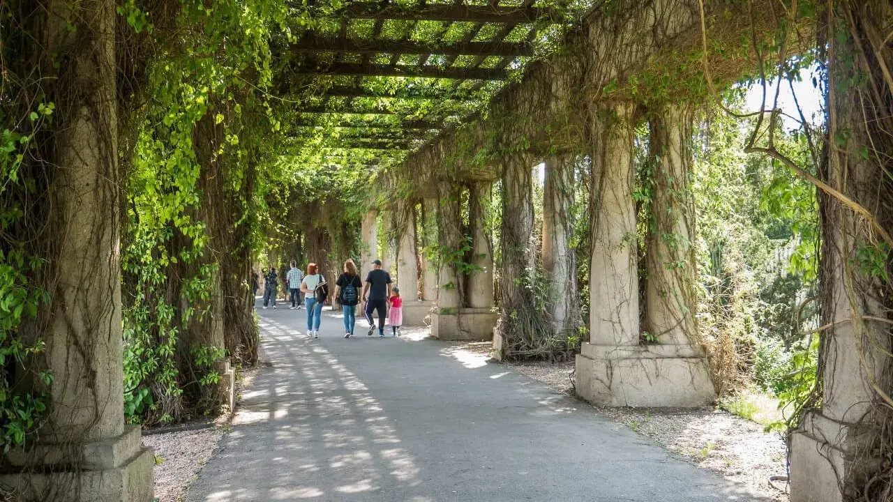 Pergola porośnięta bluszczem, spacerujący ludzie. Jedna z urokliwych wrocławskich atrakcji.