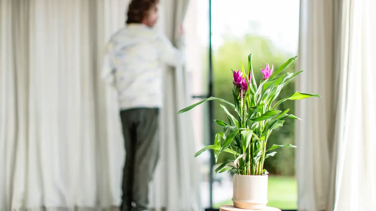Un homme regarde par la fenêtre, à côté d'un curcuma Siam Splash. L'entretien de cette plante est simple pour un tel éclat.