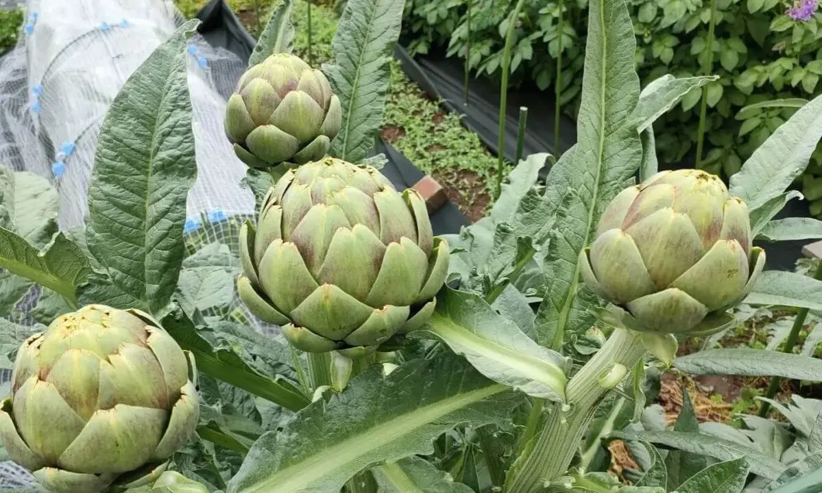 Quatre beaux artichauts verts sur pied, prêts à être récoltés. Le moment idéal pour savoir quand planter les artichauts est au printemps.