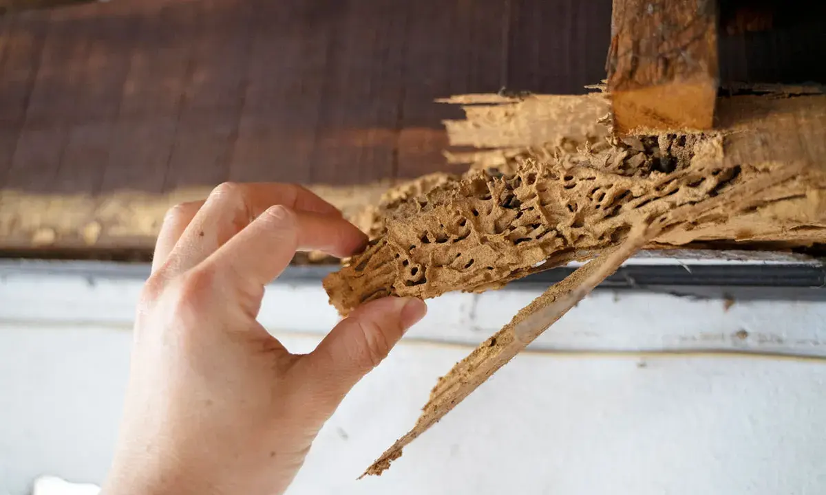 Main d'une personne tenant un morceau de bois rongé par les termites, révélant un petit trou dans le bois.