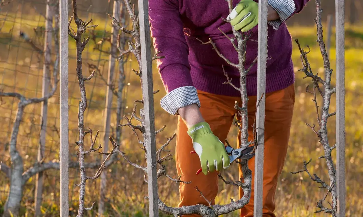 Taille d'un pommier en espalier, ses branches fines sont guidées par des piquets en bois.