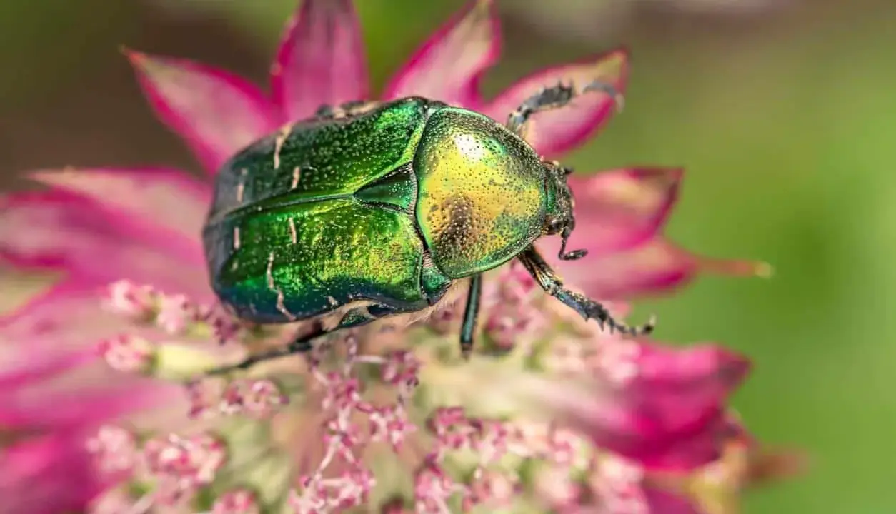 Un magnifique scarabée jardin aux reflets verts et dorés, perché sur une fleur rose.