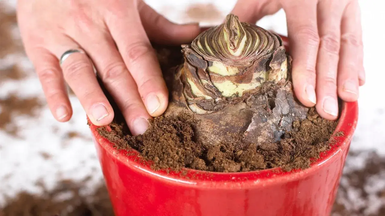 Hände bedecken eine Amaryllis-Zwiebel mit Erde in einem roten Topf. Die richtige Amaryllis Pflege beginnt mit dem Einpflanzen.