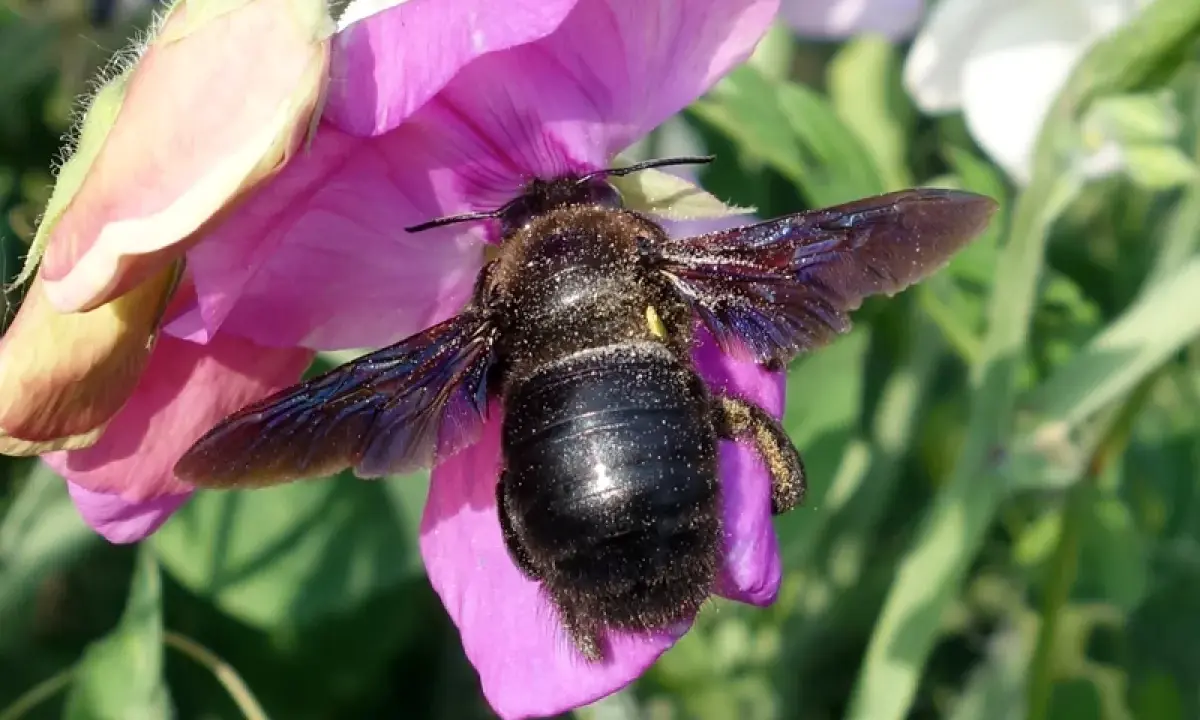 Grosse abeille charpentière sur une fleur rose. Bien que souvent inoffensives, leur taille peut impressionner et susciter un sentiment de danger.