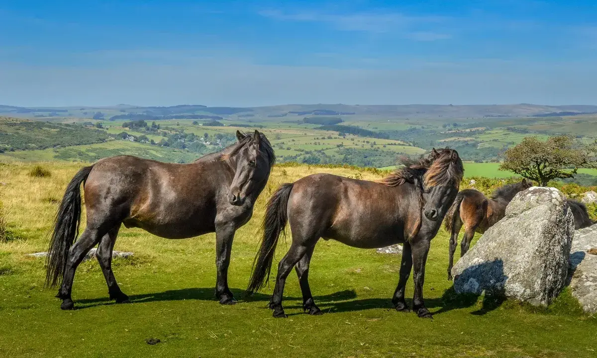 Zwei Dartmoor Ponys stehen auf einer grünen Wiese mit Blick auf eine hügelige Landschaft unter blauem Himmel.