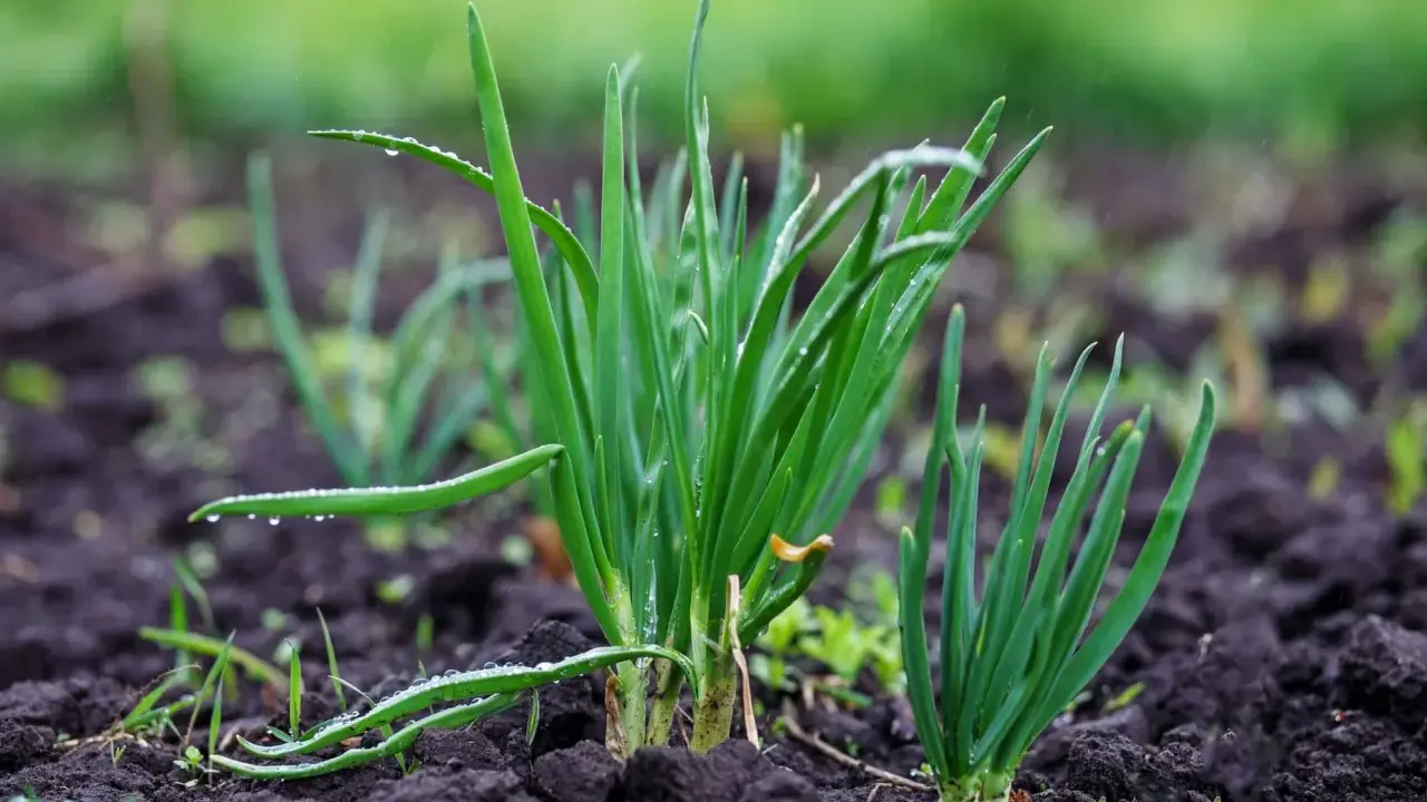Jeunes pousses d'oignons dans le sol, avec des gouttes de pluie sur les feuilles vertes. Le semis d'oignon prospère.