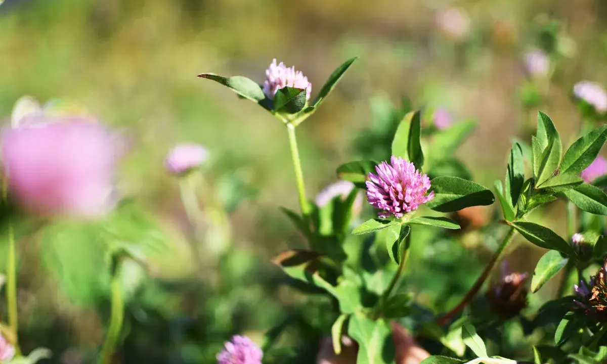 Nahaufnahme von rosa Rotklee-Blüten. Bei der Betrachtung der Natur kann man sich fragen, ob es Rotklee Nebenwirkungen gibt.