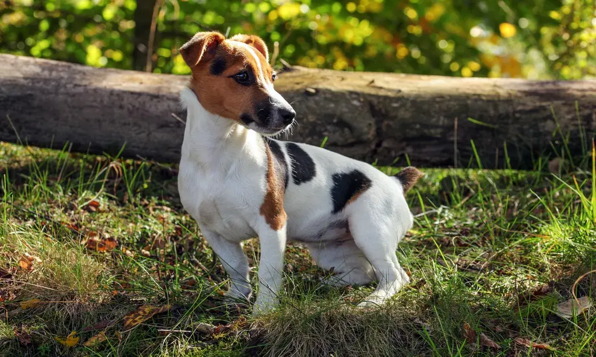 Wesoły terier jack russell w słoneczny dzień w lesie, z zaciekawieniem obserwuje otoczenie.