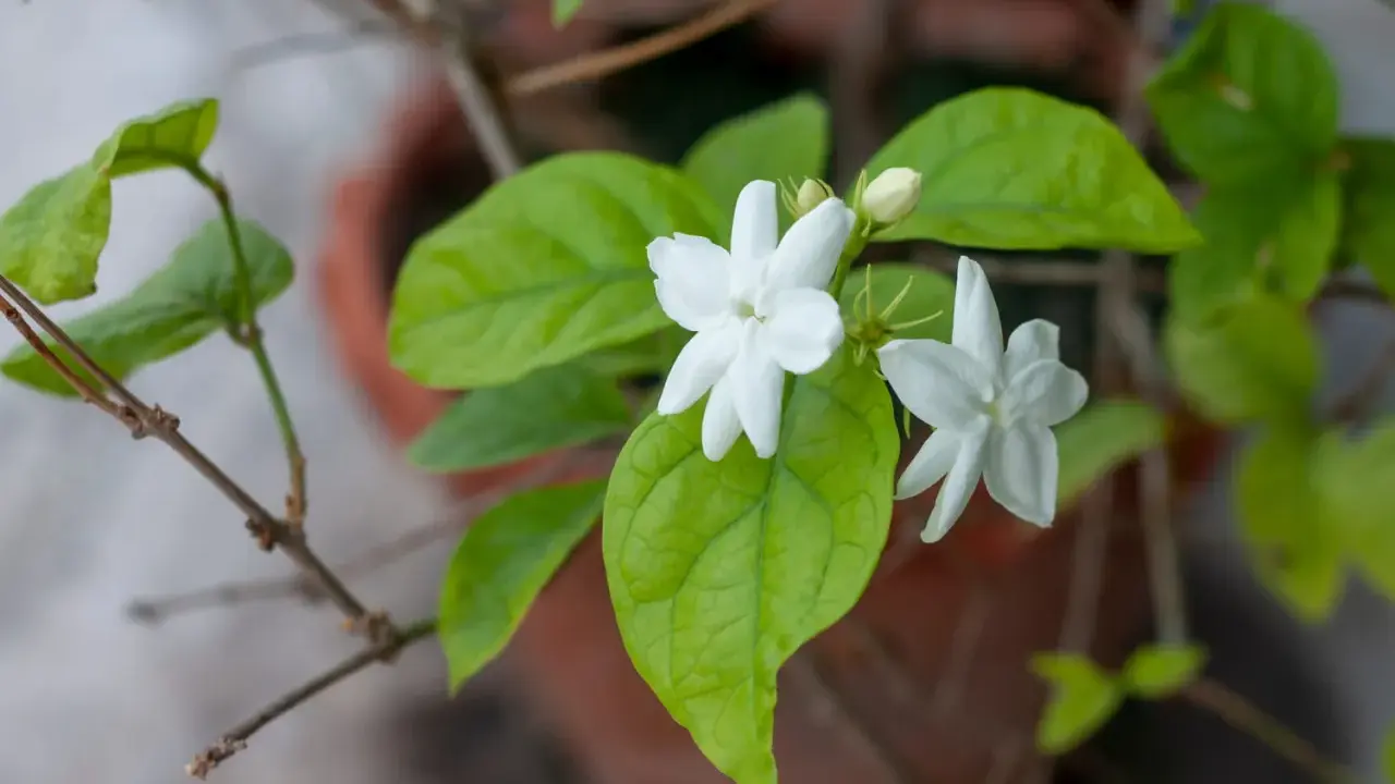 Fleurs blanches délicates de jasmin en pot, avec des feuilles vertes luxuriantes.