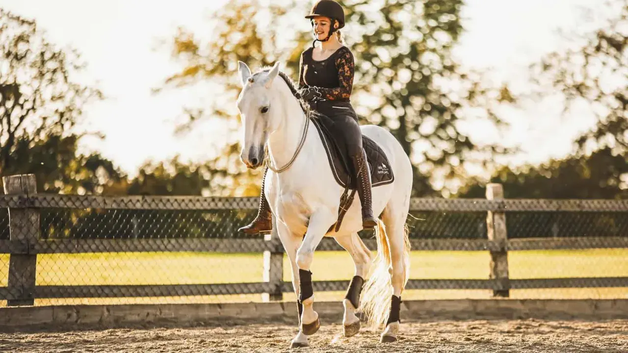 Eine Reiterin in Reithose und Helm reitet ein weißes Pferd im **Halsring reiten**.