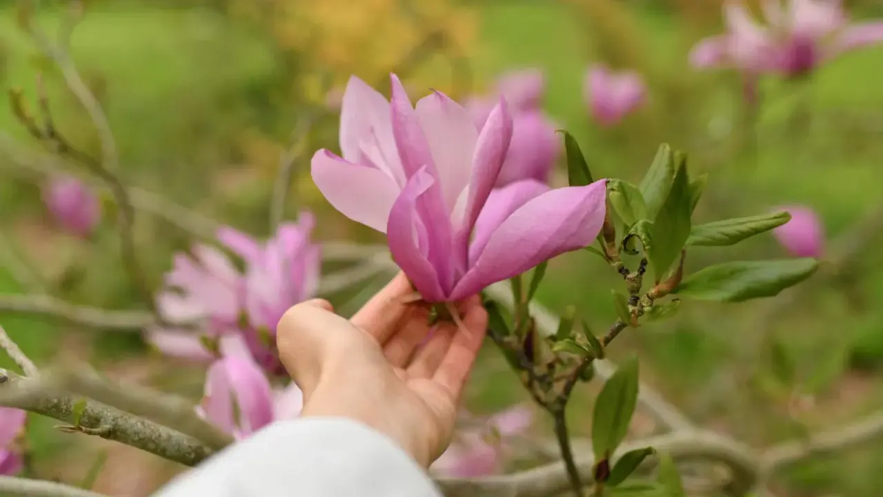 Delikatna dłoń dotyka różowej magnolii, przypominając o tym, jak sadzić magnolie, by cieszyć się ich pięknem.