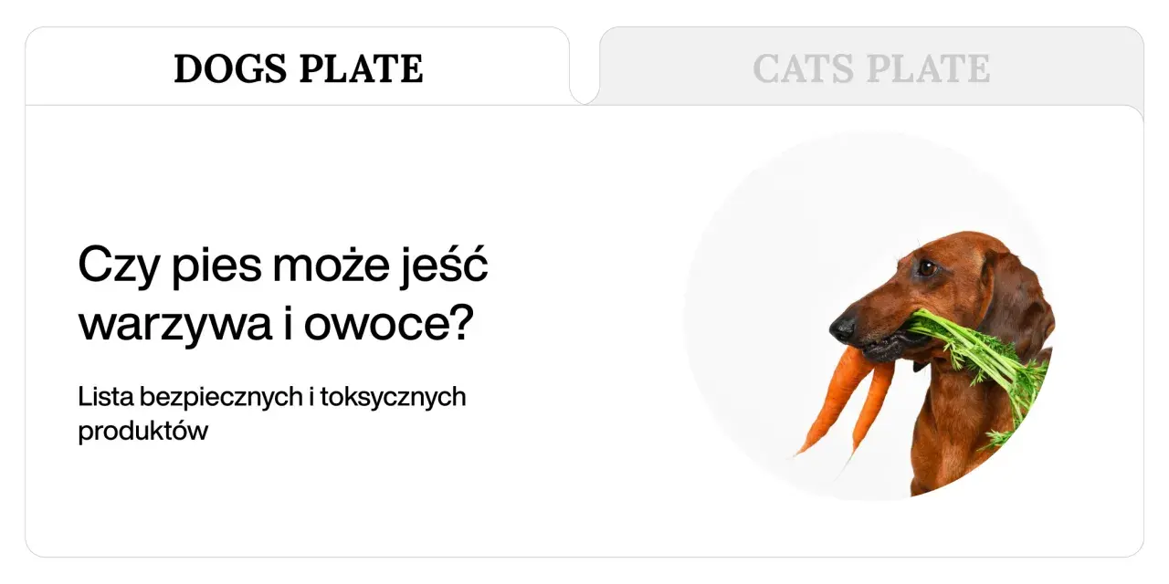 Jamnik z marchewką w pysku. Dowiedz się, jakie warzywa może jeść pies, aby jego dieta była zdrowa i bezpieczna.
