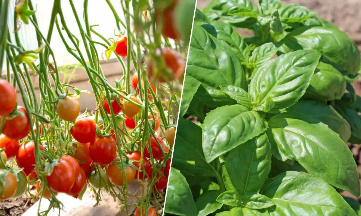 Tomates mûres et plant de basilic vert. Le basilic est un excellent choix pour savoir que planter à côté des tomates.