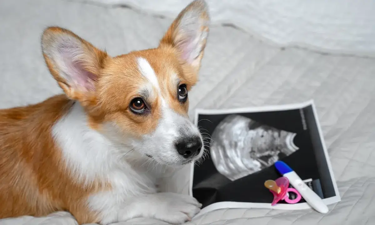 Corgi patrzy na zdjęcie USG i test ciążowy, zastanawiając się, kiedy pies może zajść w ciążę.