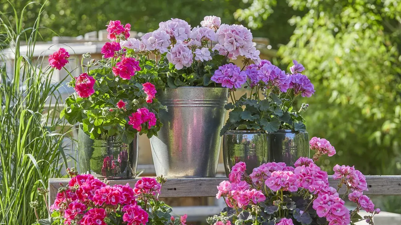 Jardinière avec composition de géraniums roses et violets, dans des pots variés, sur une étagère en bois.