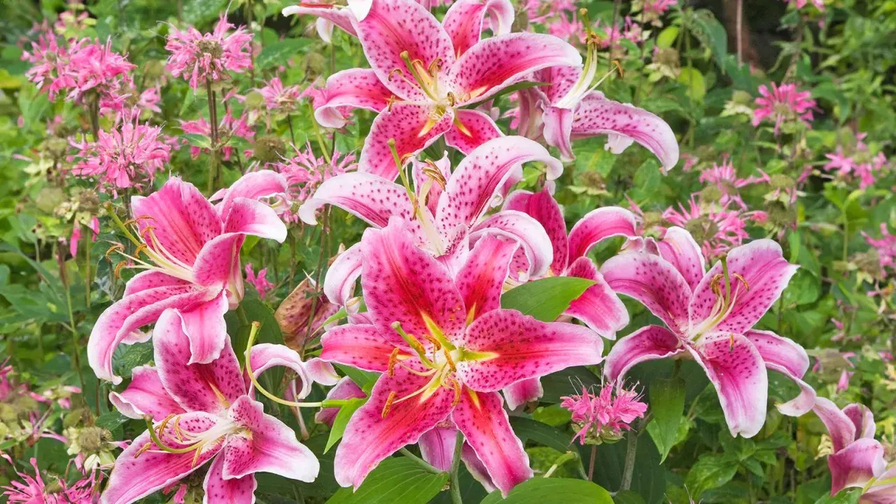 Vibrant pink lilies bloom, a beautiful reminder of when to transplant lilies for optimal growth.