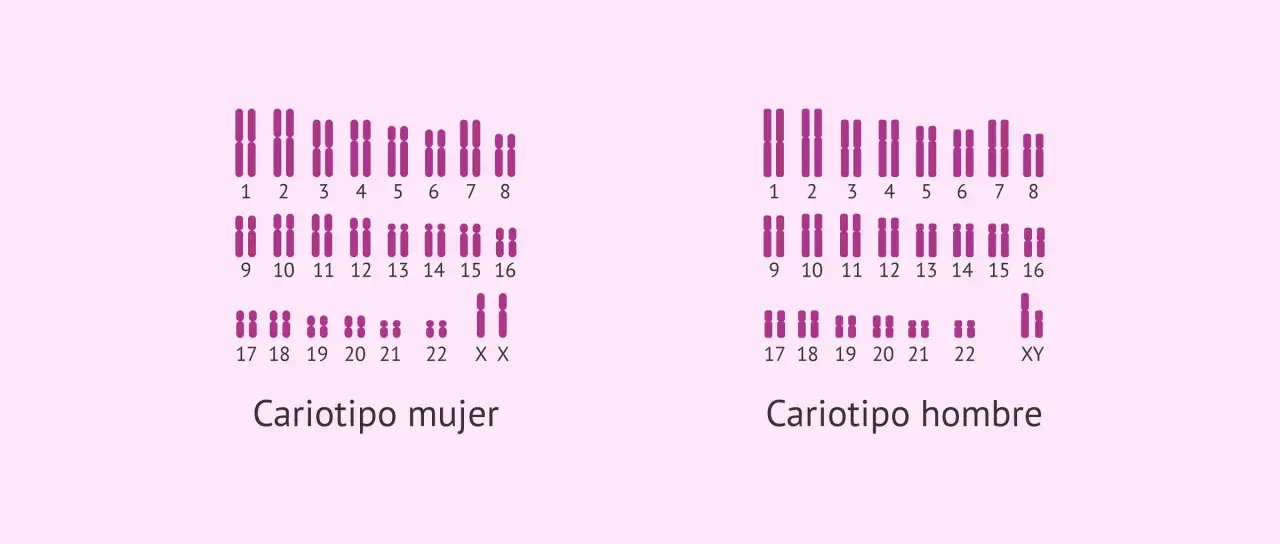 Cariotipo humano femenino (XX) y masculino (XY), mostrando los pares de cromosomas ordenados.