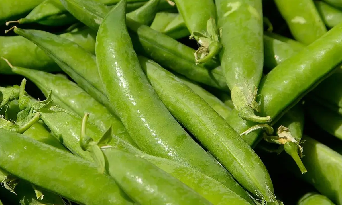 Gros plan sur des gousses de petit pois vertes et fraîches, prêtes à être récoltées. La culture petit pois est une tradition printanière.