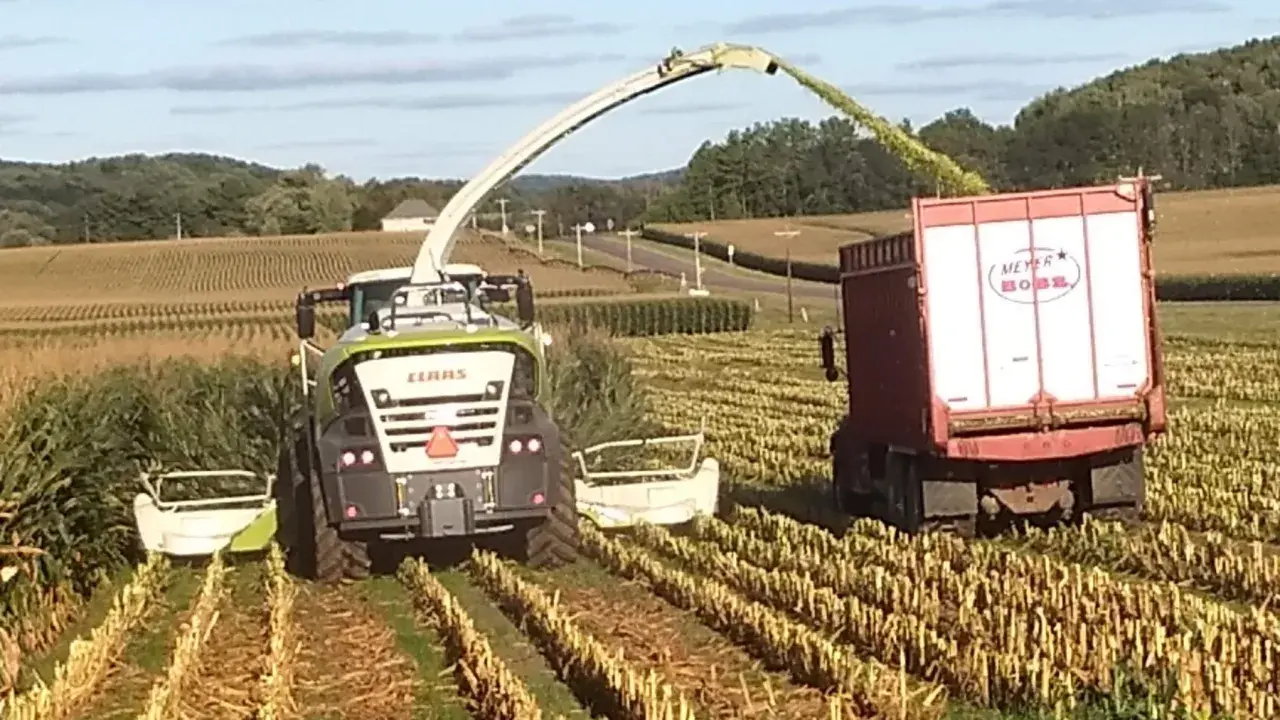 A CLAAS forage harvester chops corn, filling a trailer. This corn silage is used for animal feed, preserving nutrients for livestock.