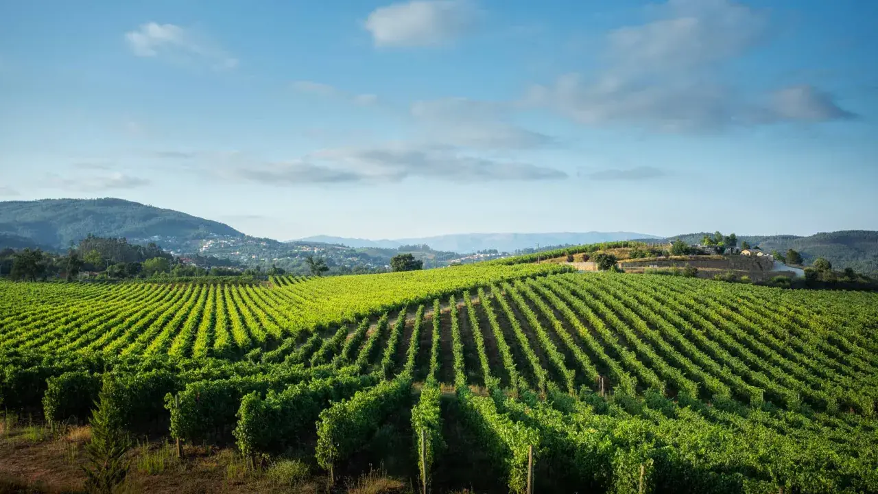 Grüne Weinberge erstrecken sich über Hügel, ein malerischer Anblick, der an den frischen Geschmack von vinho verde erinnert.