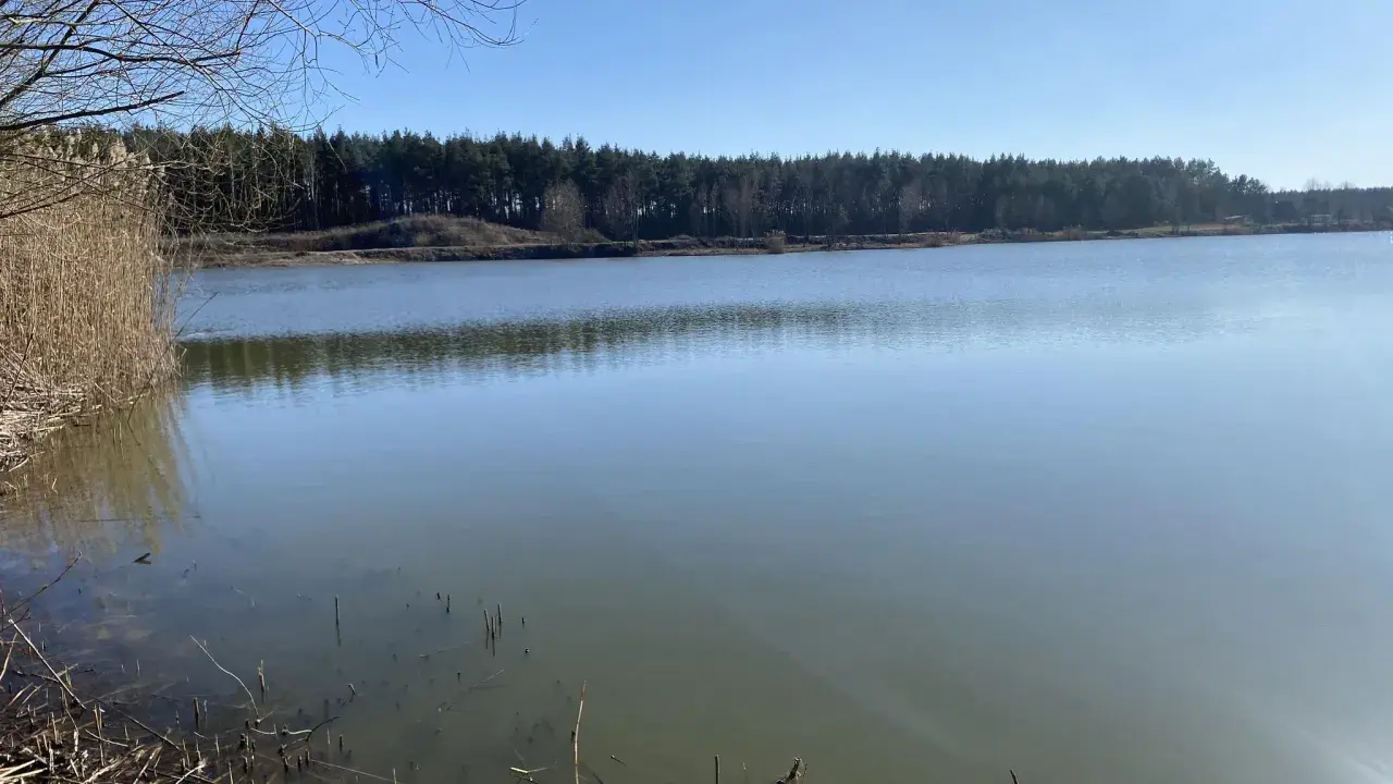 Spokojne jezioro Osieczna z trzcinami na brzegu i lasem w tle.