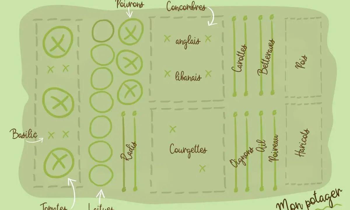 Plan potager débutant : tomates, laitues, poivrons, concombres, courgettes, carottes, betteraves, pois, oignons, ail, poireau, haricots, basilic et radis.