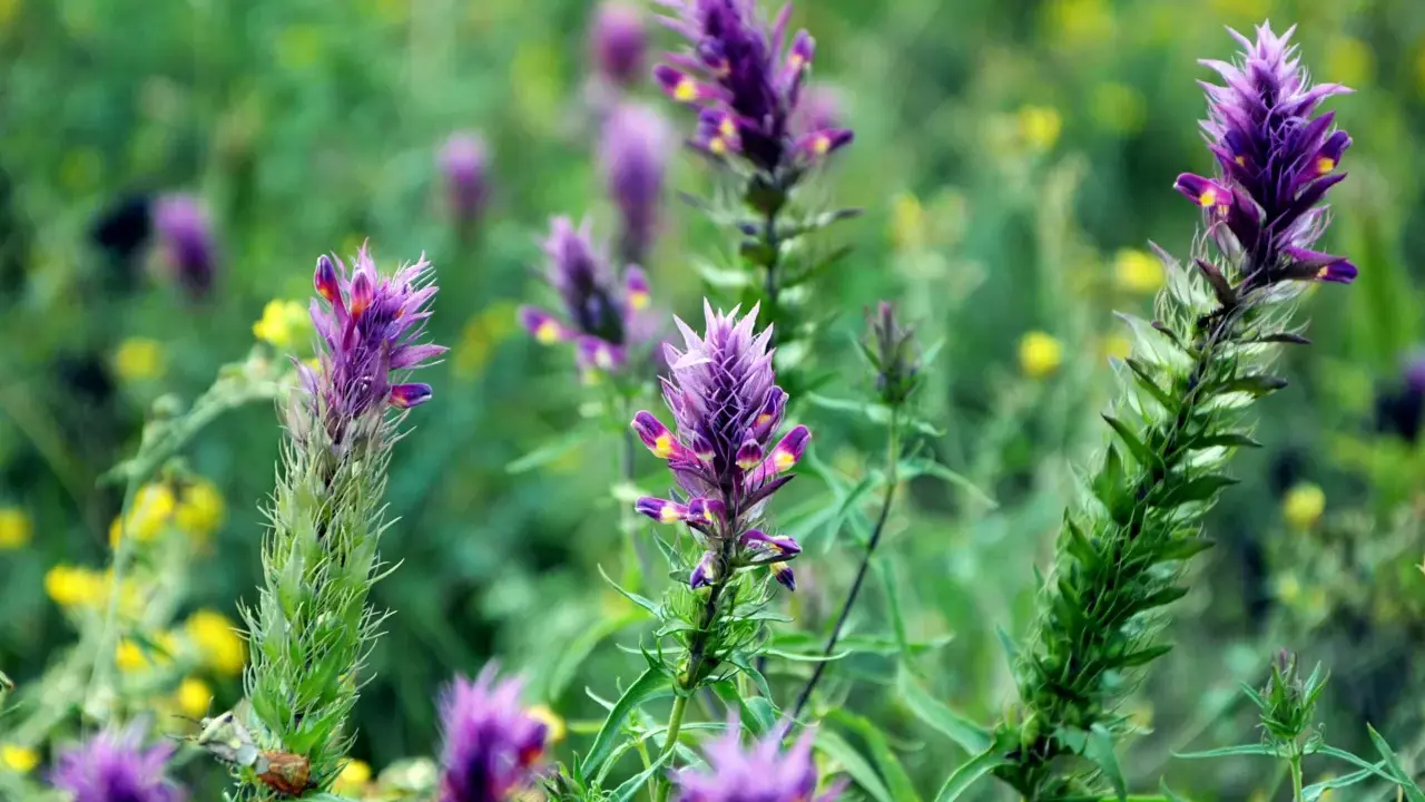 Fleurs d'astragale violettes et jaunes dans un champ verdoyant. L'astragale est connue pour ses nombreux bienfaits pour la santé.