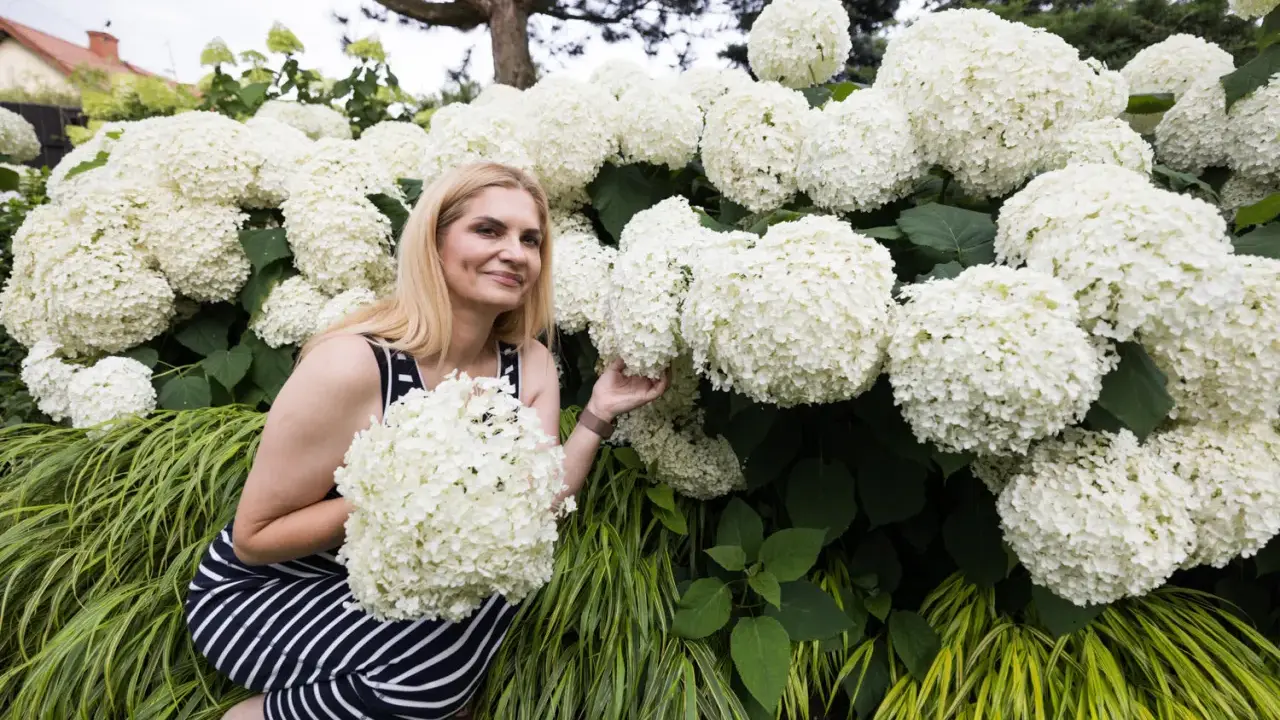 Kobieta wśród bujnych, białych kwiatów hortensji Annabelle. Jej uśmiech i delikatny dotyk podkreślają piękno tych roślin, których kolory są czystą bielą.