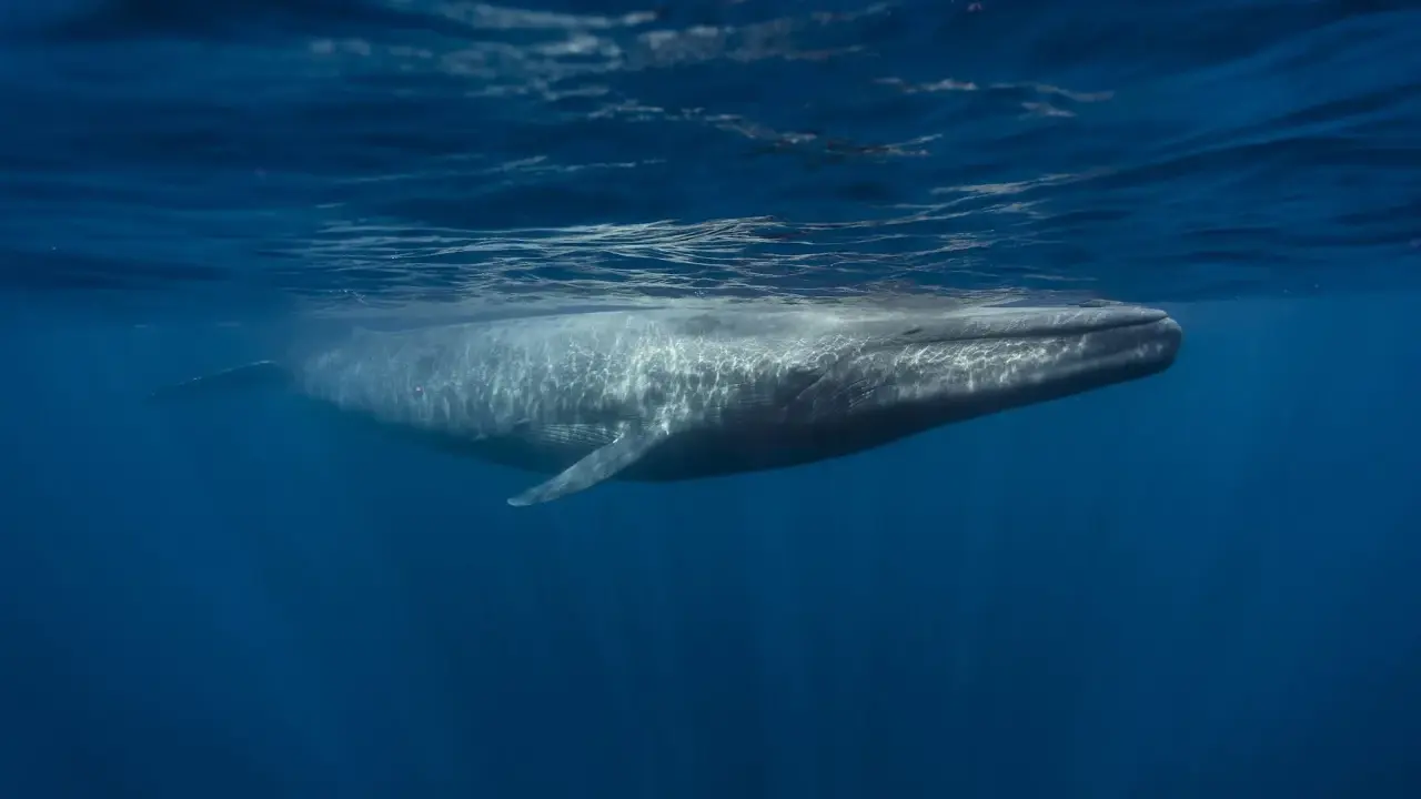 A blue whale swims underwater, its body illuminated by sunlight filtering through the ocean's surface.