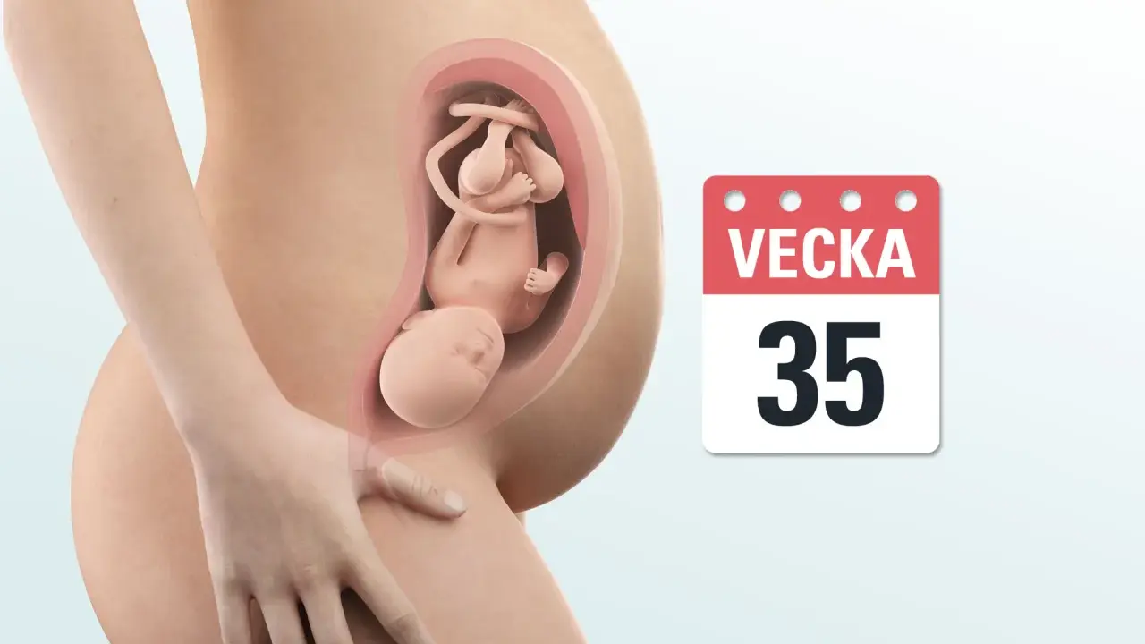 Gravid v35: en illustration visar ett foster i livmodern, med en kalender som anger vecka 35.
