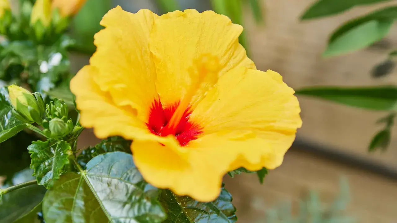 Un magnifique hibiscus jaune vif avec un cœur rouge profond. Ses feuilles vertes et lustrées suggèrent une belle rusticité, promettant une floraison durable.