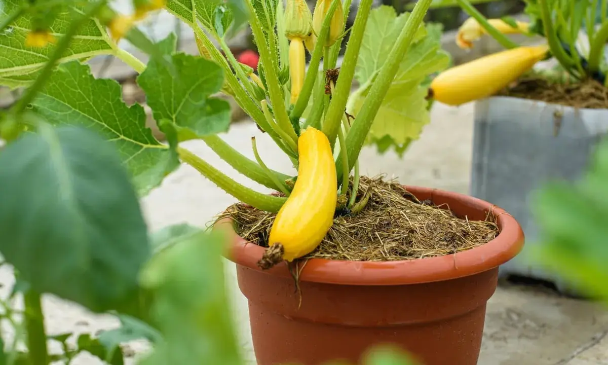 Une courgette jaune pousse dans un pot en terre cuite, entourée de feuilles vertes et de fleurs.