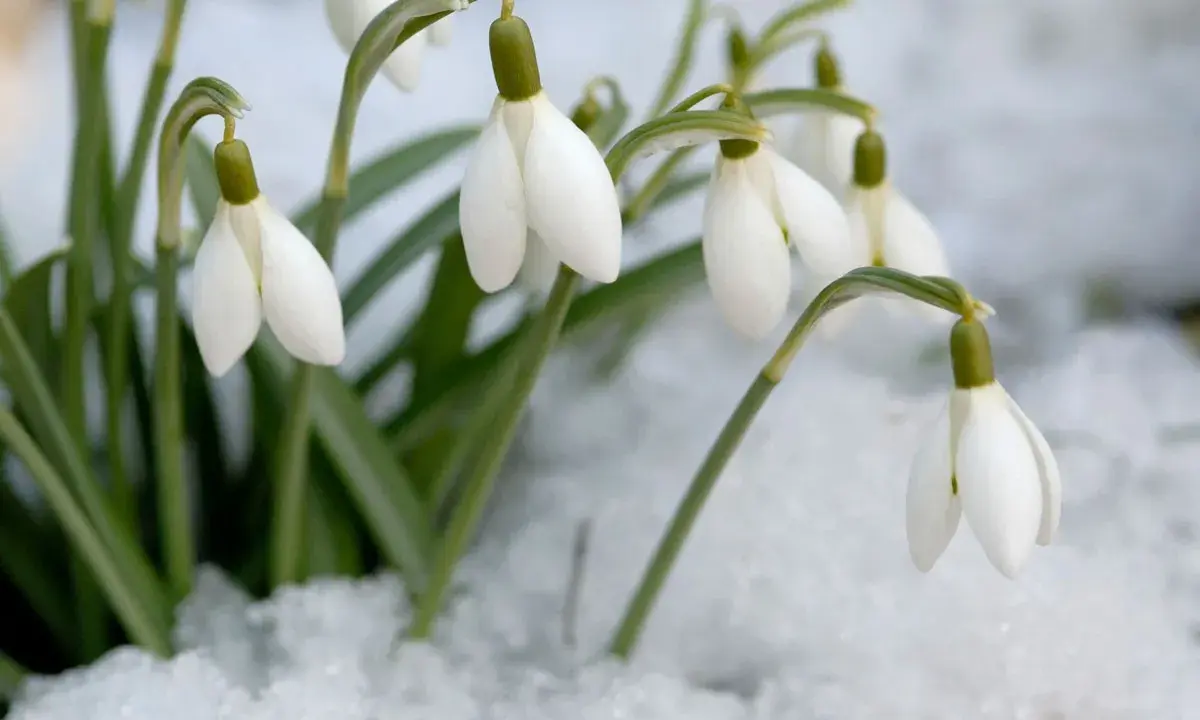 Des perce-neige fleurissent courageusement dans la neige, annonçant le retour du printemps.
