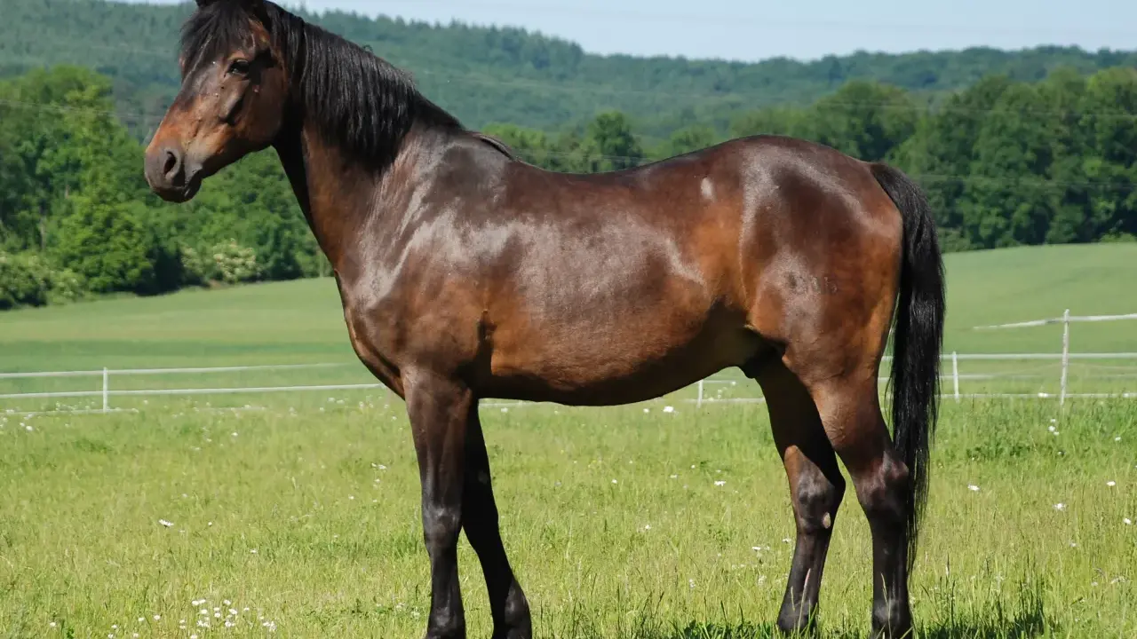 Ein braunes deutsches Reitpony steht auf einer grünen Wiese mit Blumen.