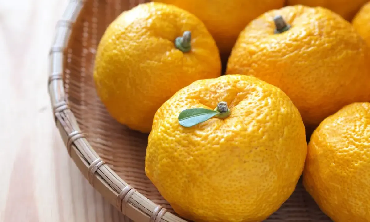 Kilka żółtych owoców yuzu w wiklinowym koszyku. Zastanawiasz się yuzu co to? To cytrus o intensywnym aromacie.