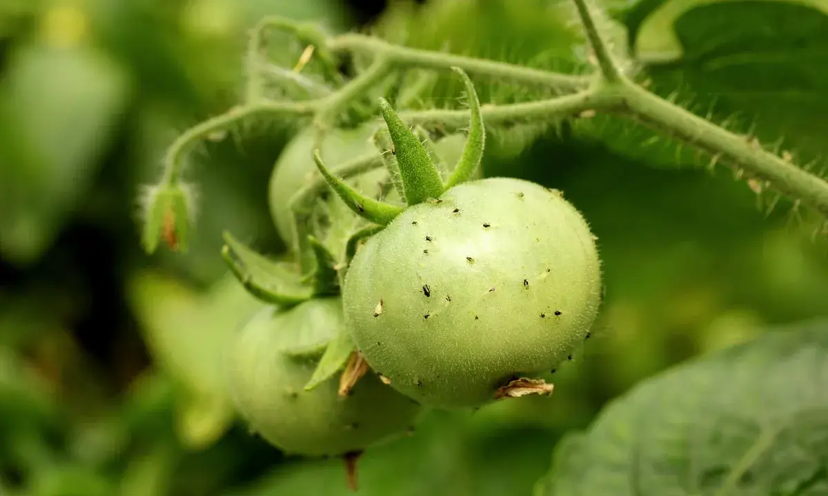 Petits pucerons tomate envahissent une jeune tomate verte sur sa tige.