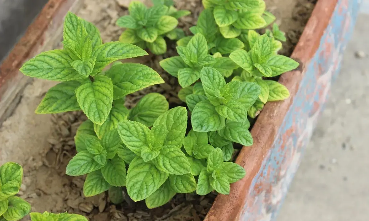 Plantes de menthe verte luxuriantes dans un bac. Apprenez comment tailler la menthe pour une croissance optimale.