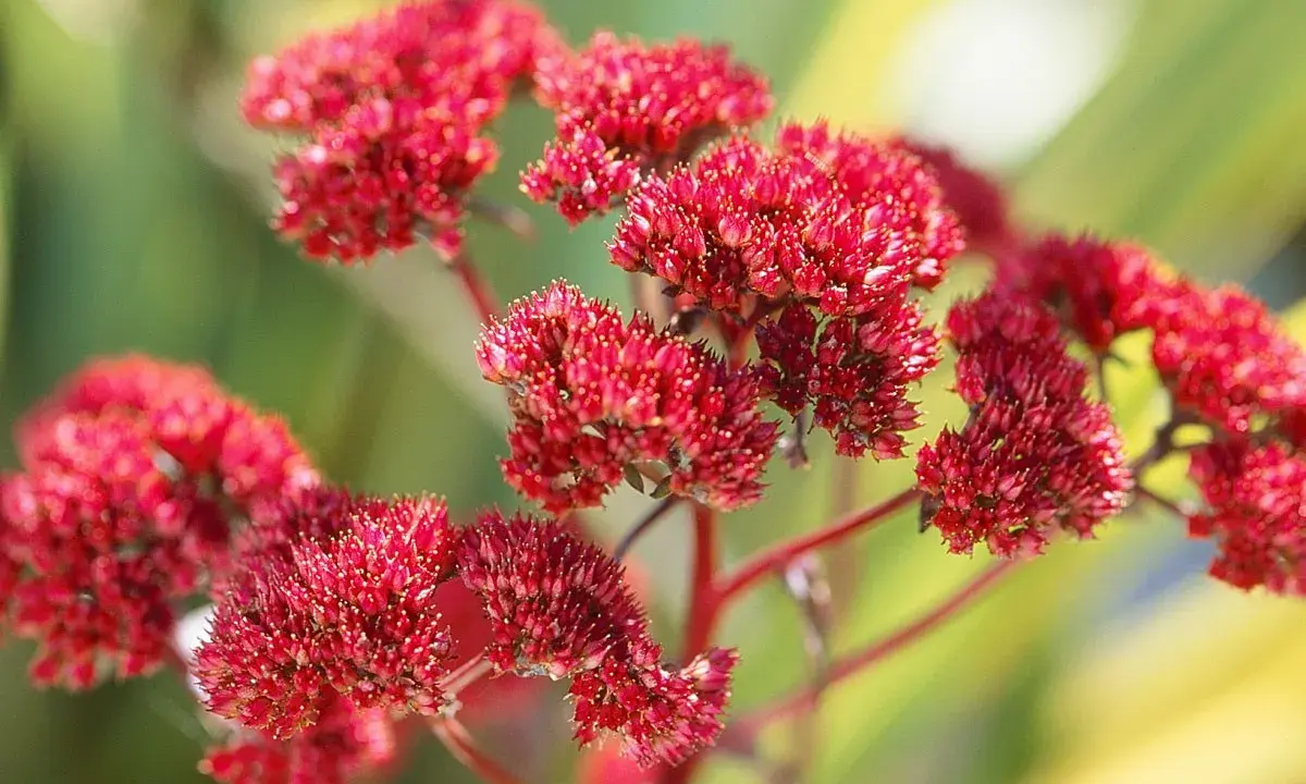 Grappes de fleurs rouges d'une plante résistante à la sécheresse, idéale pour les 10 plantes faciles qui résistent au manque d'eau.