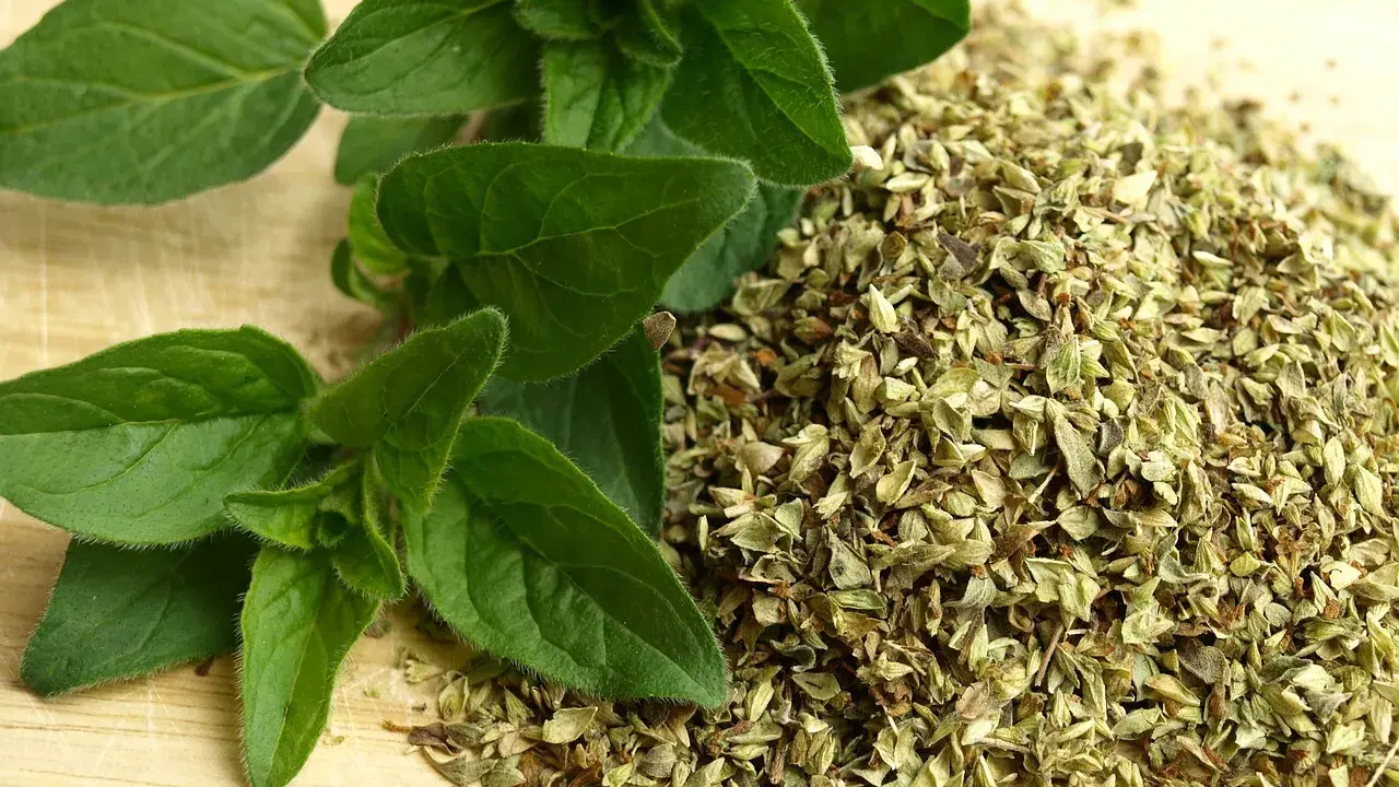 Świeże liście i suszone zioła. Jak odróżnić oregano od majeranku? Zobacz różnice w liściach i formie suszu.