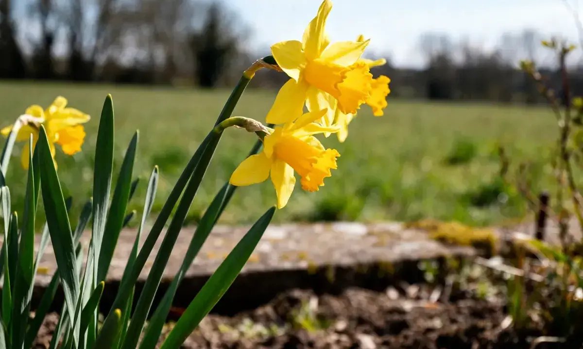 Jonquilles jaunes éclatantes, prêtes à annoncer le printemps. Le moment idéal pour savoir quand planter les bulbes de jonquilles est à l'automne.