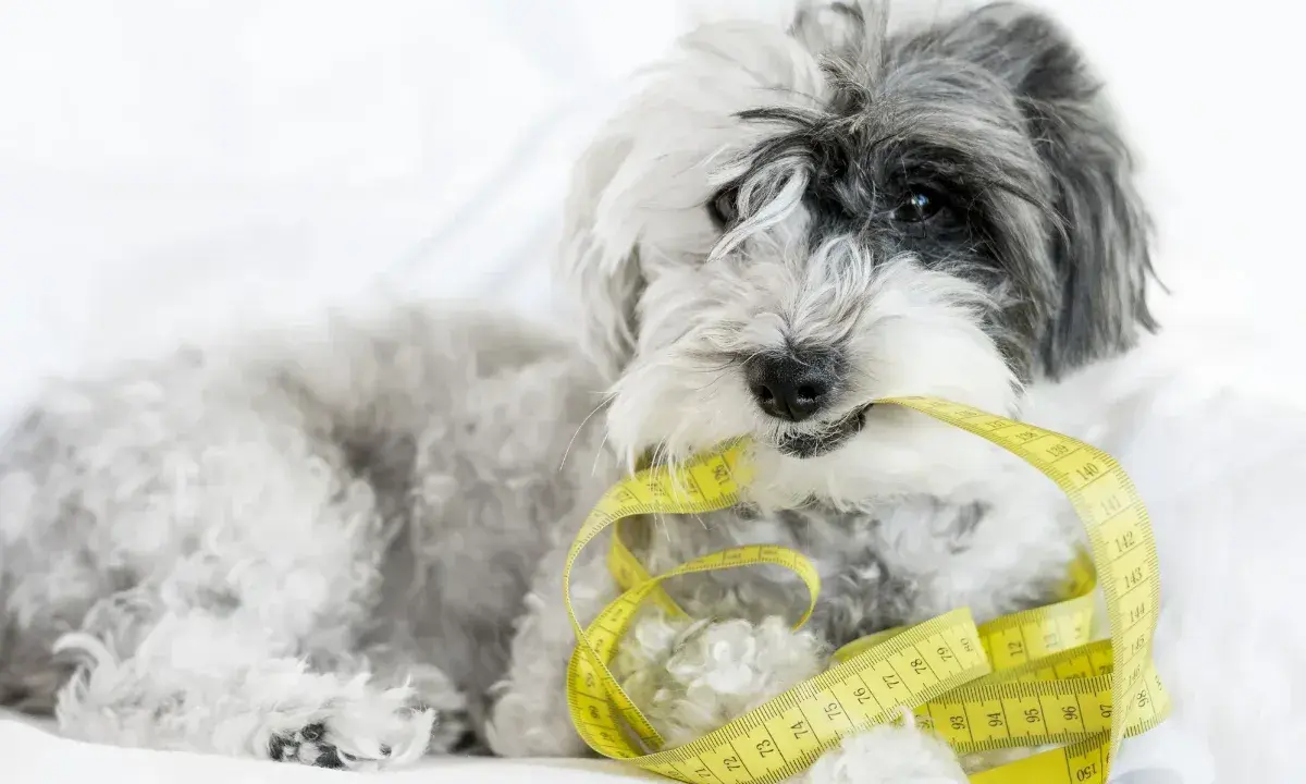 Puszysty piesek trzyma w pysku miarkę krawiecką, symbolizującą tabelę żywienia shih tzu.