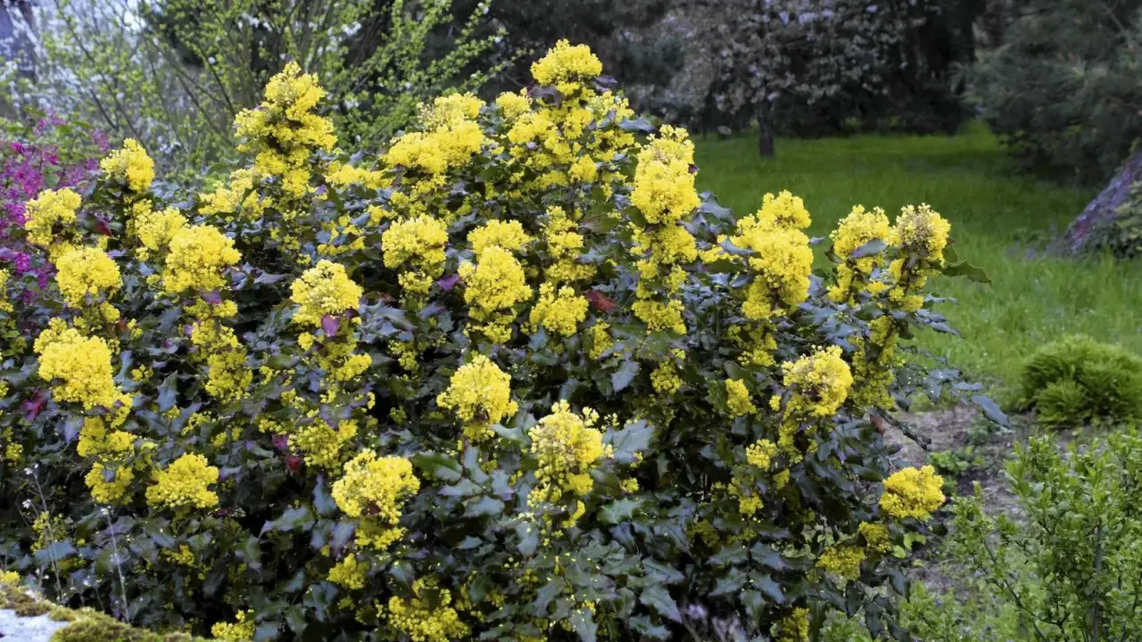 Mahonia: Jakie rośliny sadzić obok? Sekrety pięknej rabaty!