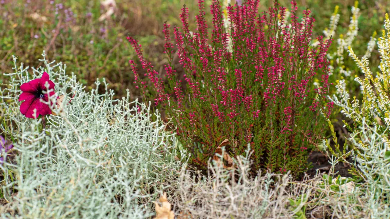 Un massif sans entretien avec bruyère rose, pétunia pourpre et feuillage argenté.