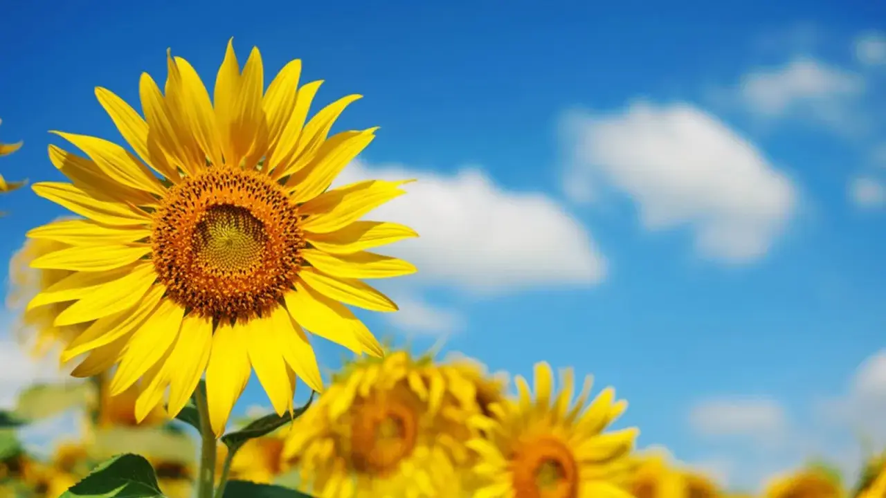 Bright yellow sunflowers bloom under a blue sky. Most sunflowers are annuals, not perennials, but their cheerful faces make every summer feel like a new beginning.