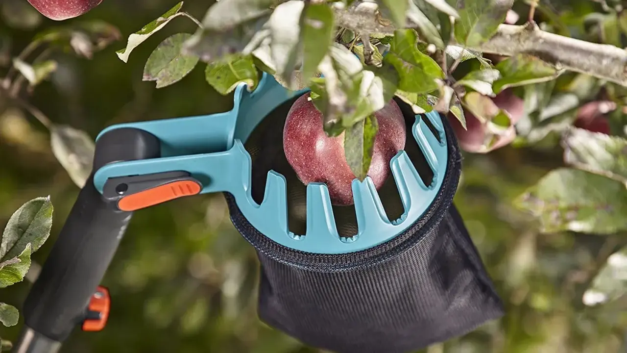 Un sécateur à fruits attrape une pomme rouge, facilitant la tâche de recueillir les fruits des branches hautes.
