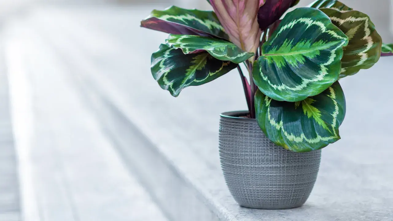 Calathea w szarej doniczce, z pięknymi, wzorzystymi liśćmi. Dowiedz się, jak dbać o tę roślinę.