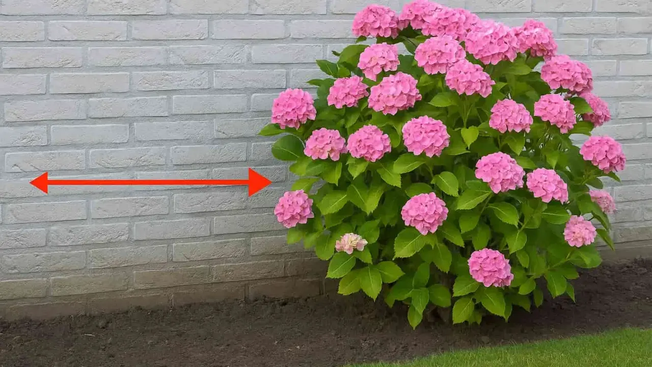 Un hortensia rose luxuriant près d'un mur de briques. La distance suggérée pour planter un hortensia d'un mur est indiquée par une flèche rouge.