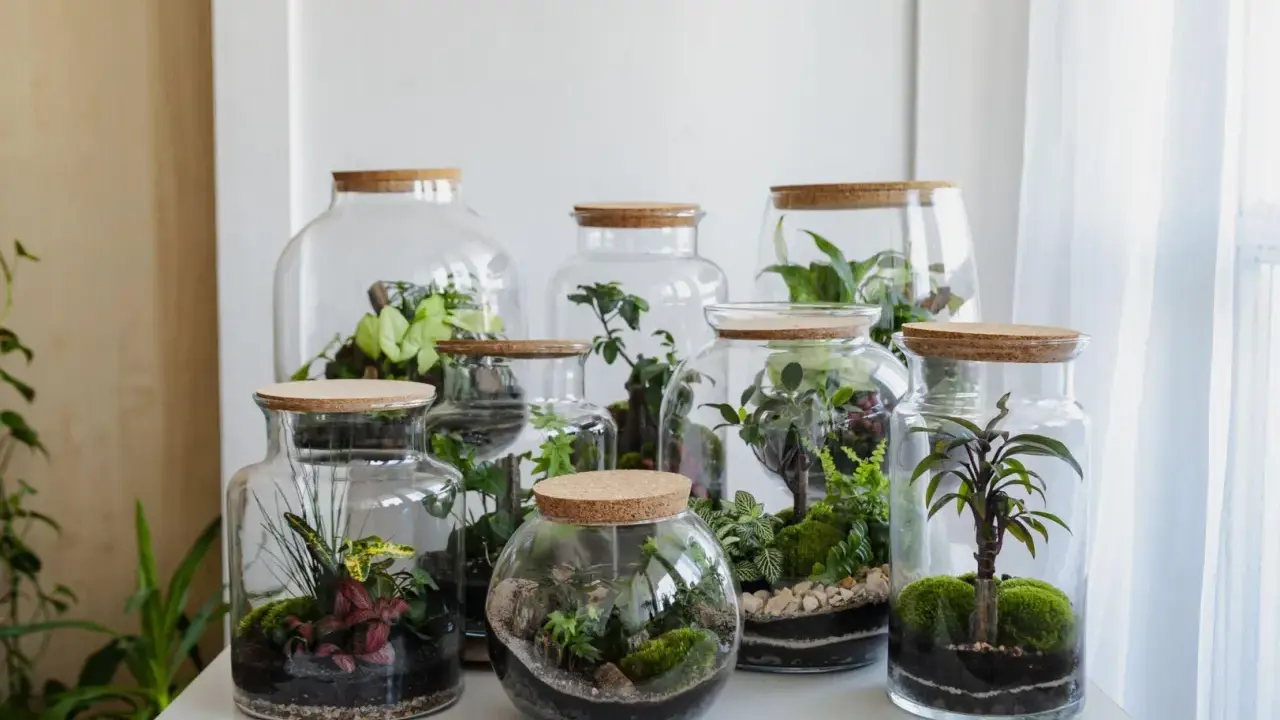 Miniature worlds thrive in glass jars. Różnorodne rośliny tworzą piękny ekosystem w słoiku, zamknięty pod korkiem.