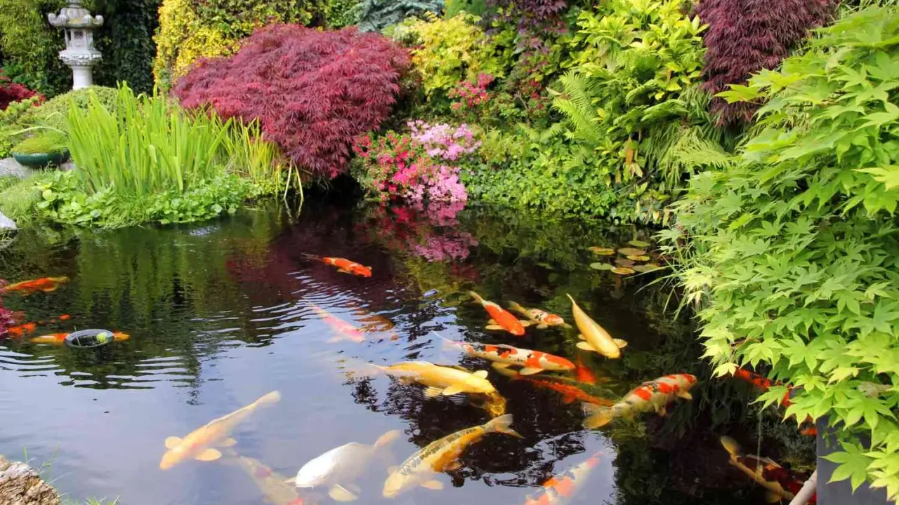 En vacker damm med koi-fiskar som simmar i det klara vattnet, omgiven av frodig grönska och blommor. En perfekt plats att koppla av vid, som om man vore i en dröm. Att bygga damm kan vara en fantastisk investering för trädgården.